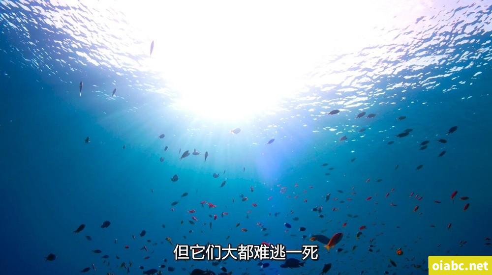 凤与手记剧照3